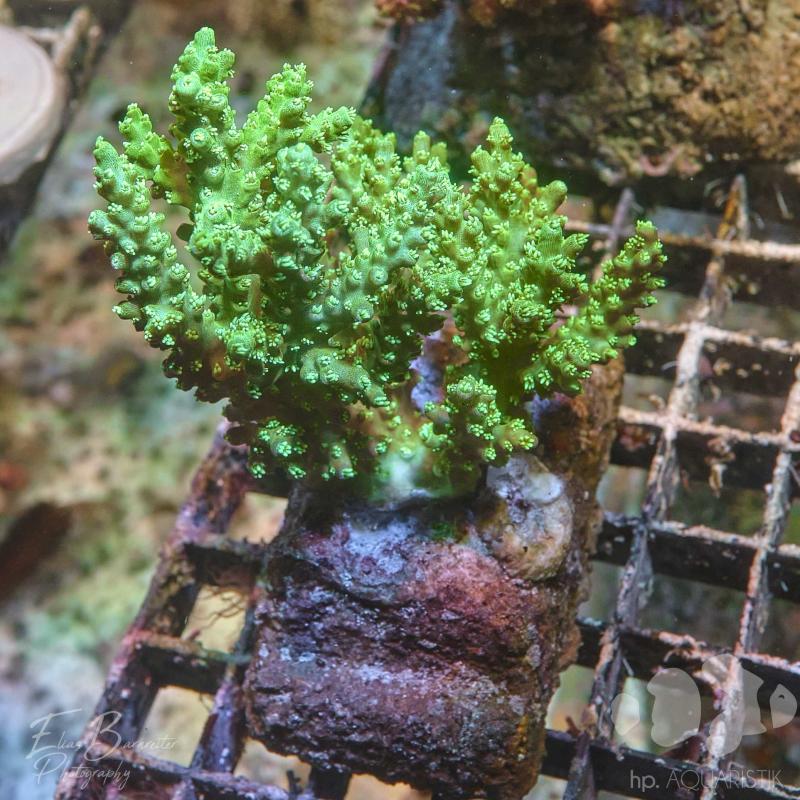 Acropora XL